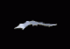 Animations - 237